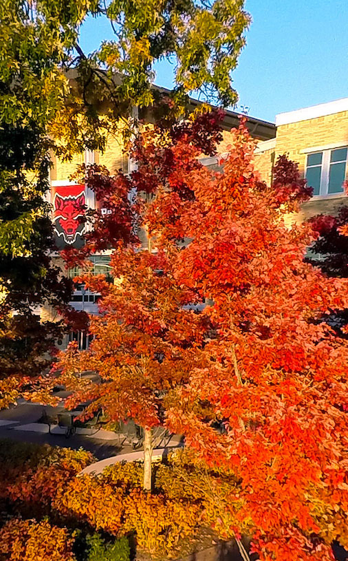 Tree leaves on campus