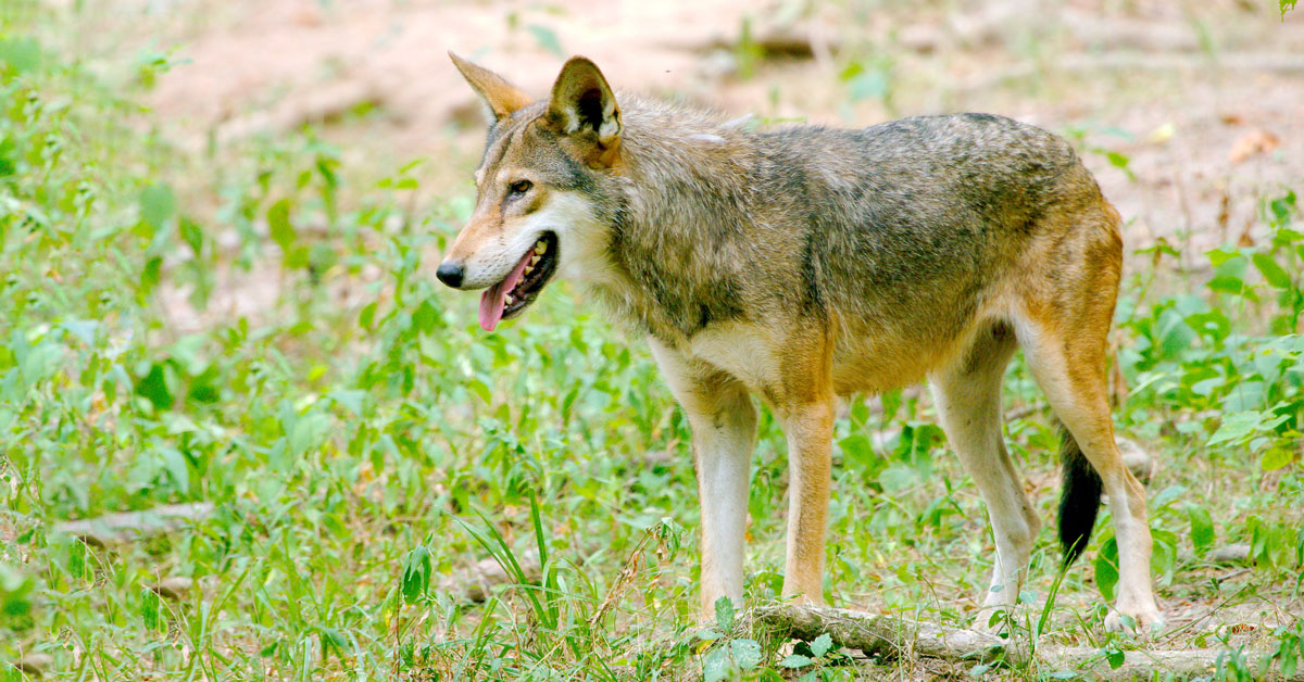 An American Red Wolf walking