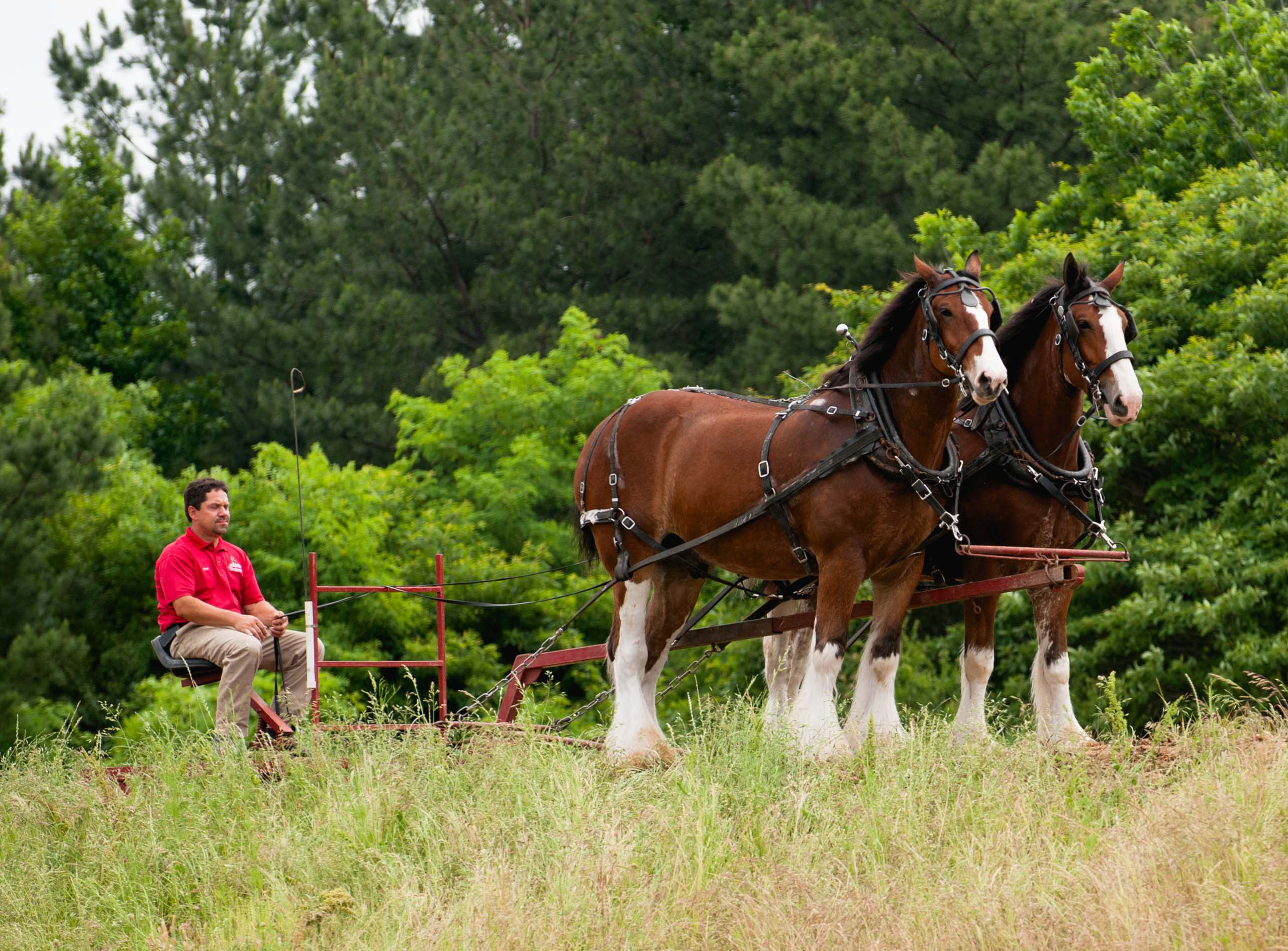 Clydesdales 2