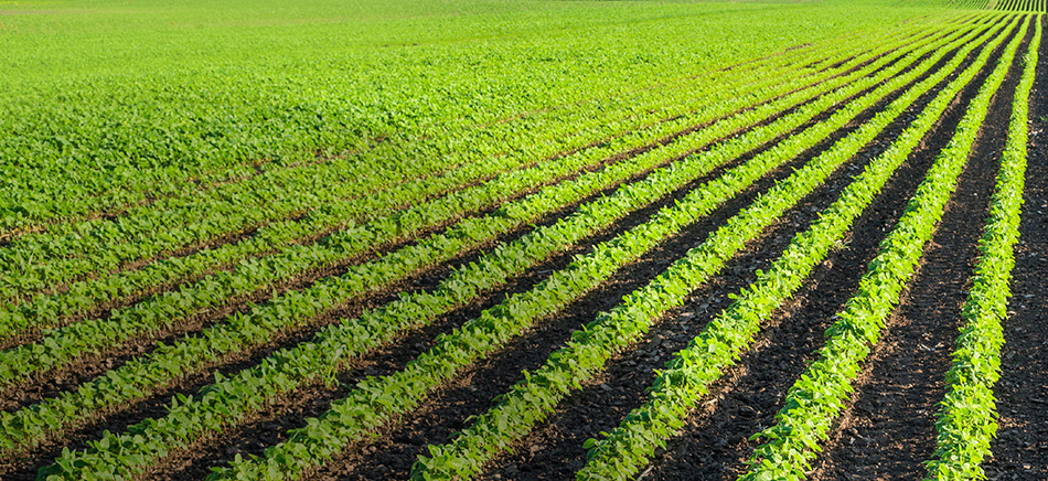 Row Crops in a Field