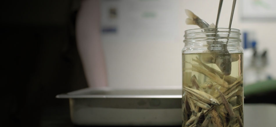 Preserved fish in a jar