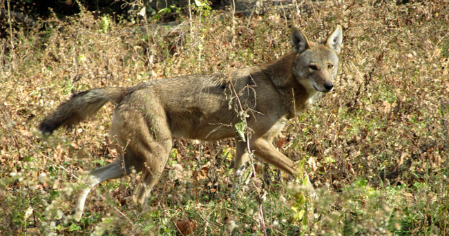 Red-Wolf-from-EWC-web