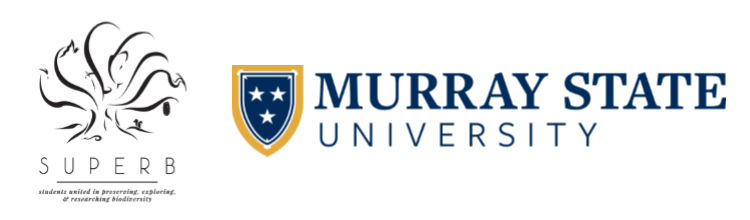 Murray State University Superb Scholarship Program