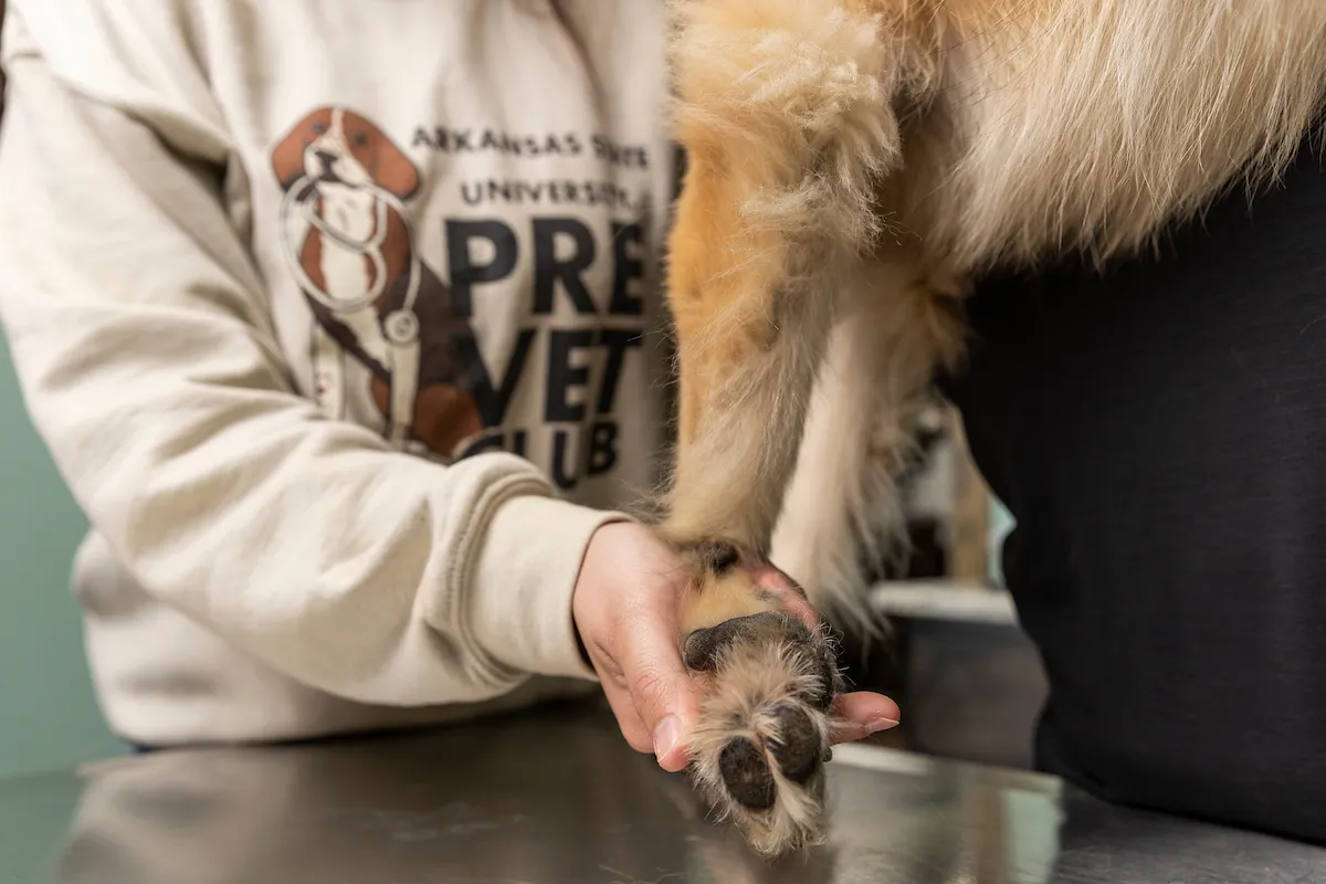 A student in a pre vet sweatshirt holds a dog's paw for examination