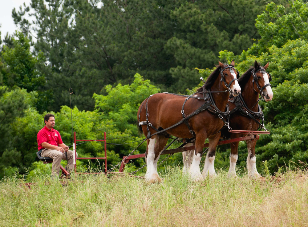A-State Welcomes The Clydesdales
