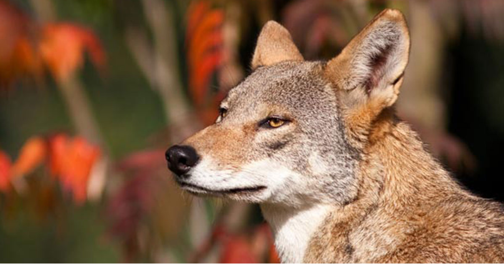 A-State Expands Research, Education Role With Endangered Red Wolves Conservation
