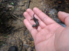 This salamander was found in a creek on our second guided hike.