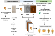 Morphometric analysis of maize kernels. Images of seeds after they have been extracted from the background we can obtain information about their dimensions using Phytomorph available in Cyverse (e.g. width profile, length, perimeter, area, color profiles).