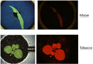 Visible and fluorescence images taken with the Scanalyzer HTS from various species.