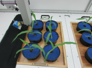 One gallon pots are ideal for larger, faster growing plants (such as rice, maize, tomato, and common bean).