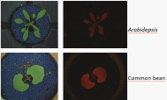 Visible and fluorescence images taken with the Scanalyzer HTS from various species.