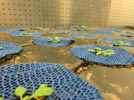 Quickpot 15 tray setup is well-suited to small, flat plants such as Arabidopsis and Marchantia.