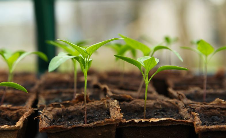 Seedling-5009286__480.jpg