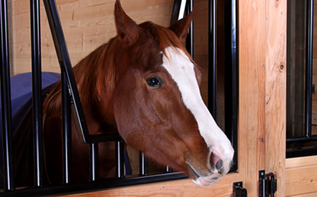 Horse-in-stall.jpg