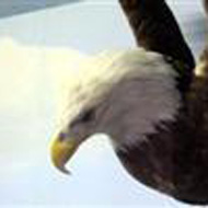 bald eagle in the Natural History Exhibit