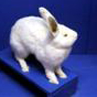 preserved white rabbit in the Natural History Exhibit