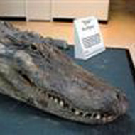 preserved crocodile in the Natural History Exhibit