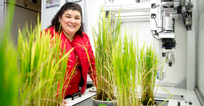 Lorence is Co-PI for National Science Foundation Project to Study Heat Stress on Rice