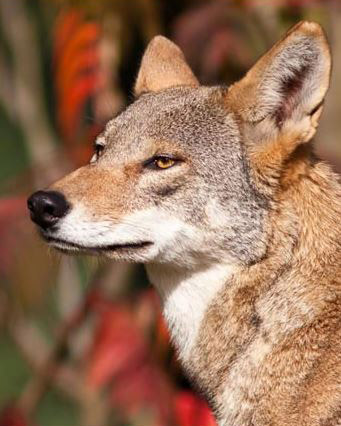 A-State Expands Research, Education Role With Endangered Red Wolves Conservation
