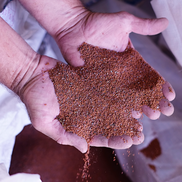 Hands with Seed