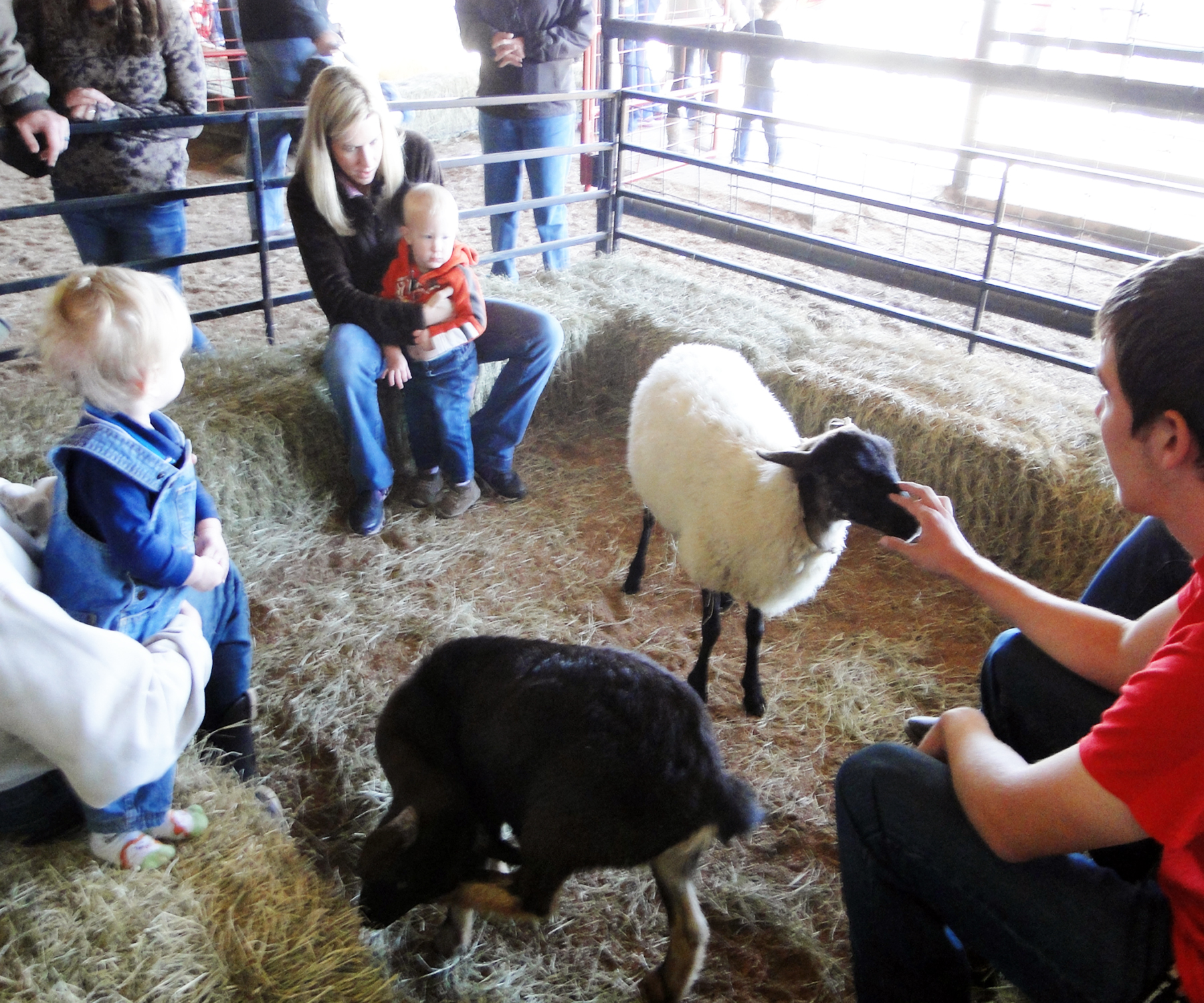 Petting Zoo Sheep