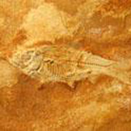 fish fossil in the Natural History Exhibit
