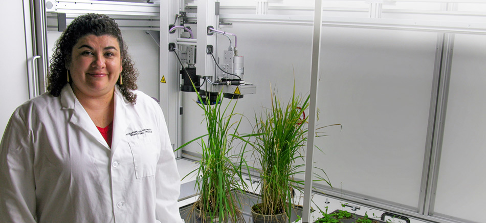Researcher  is Leading Crop Phenotyping Study for National Science Foundation-funded Project