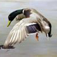 mallard duck in the Natural History Exhibit