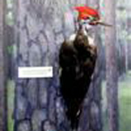 preserved large woodpecker with red head in the Natural History Exhibit