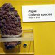 Walk Through Time Exhibit