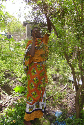 Woman at Henna Tree