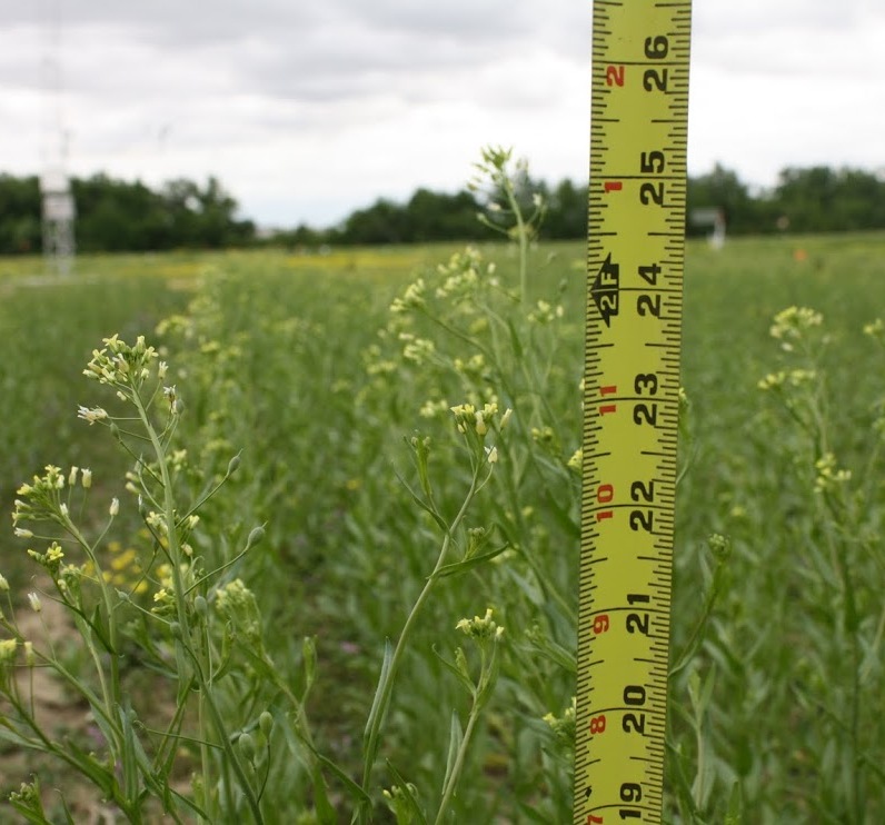 Camelina at flower stage