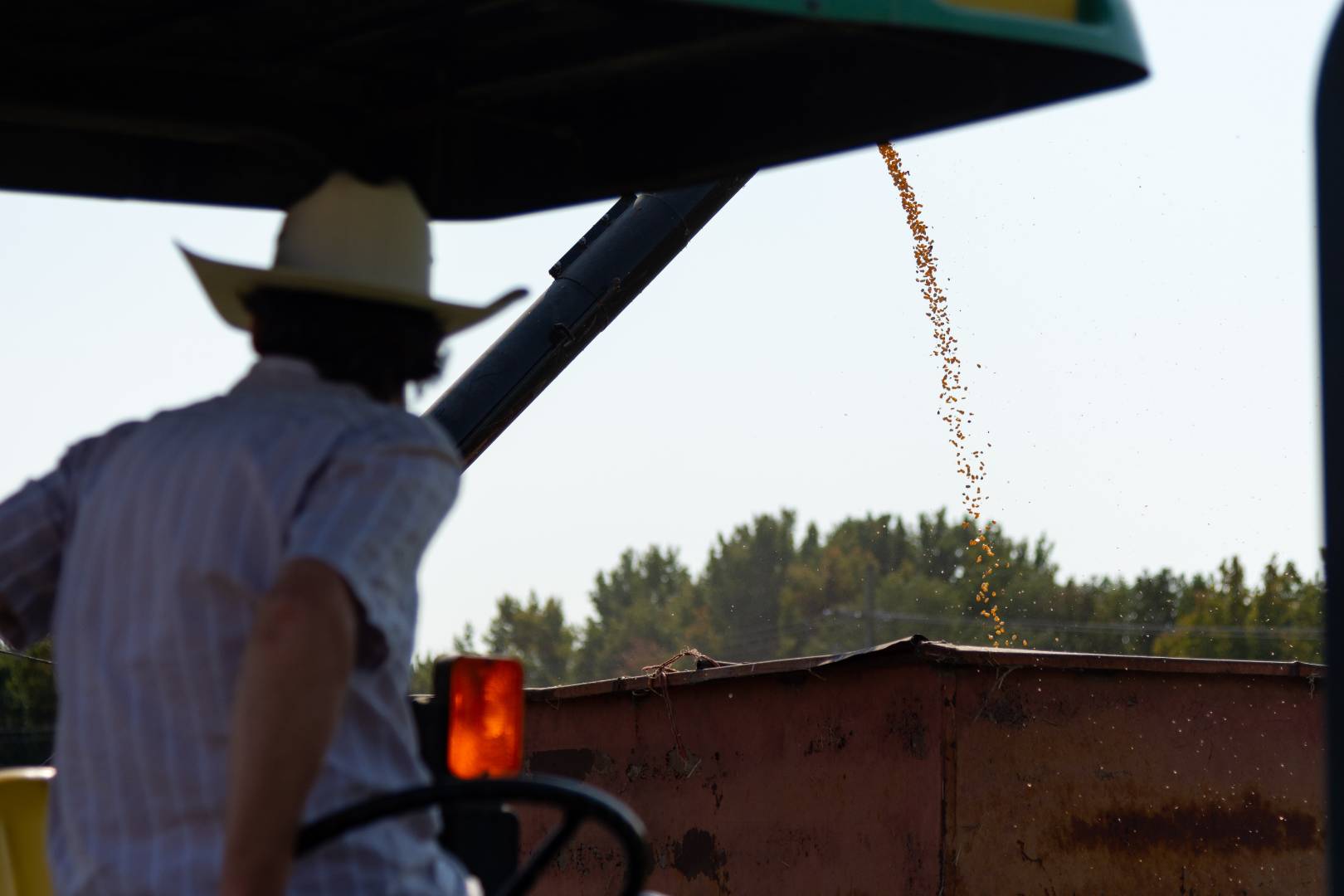 Student watching corn being harvested.