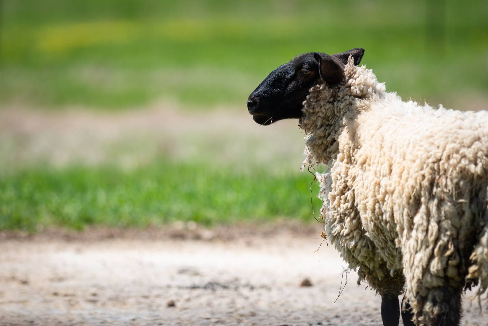 A photo of a sheep looking to the left.