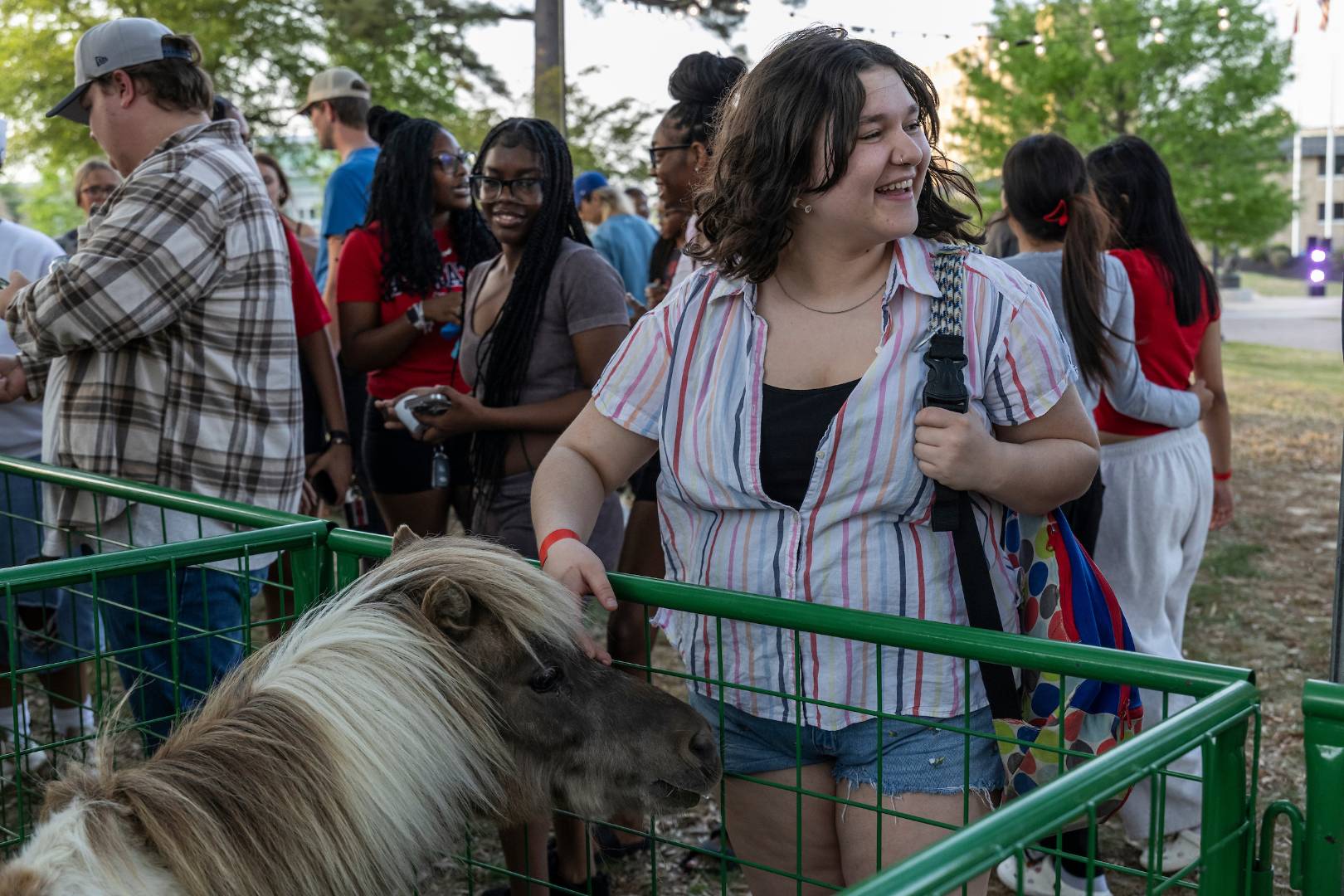 A student feeding a miniature horse at a petting zoo on campus.
