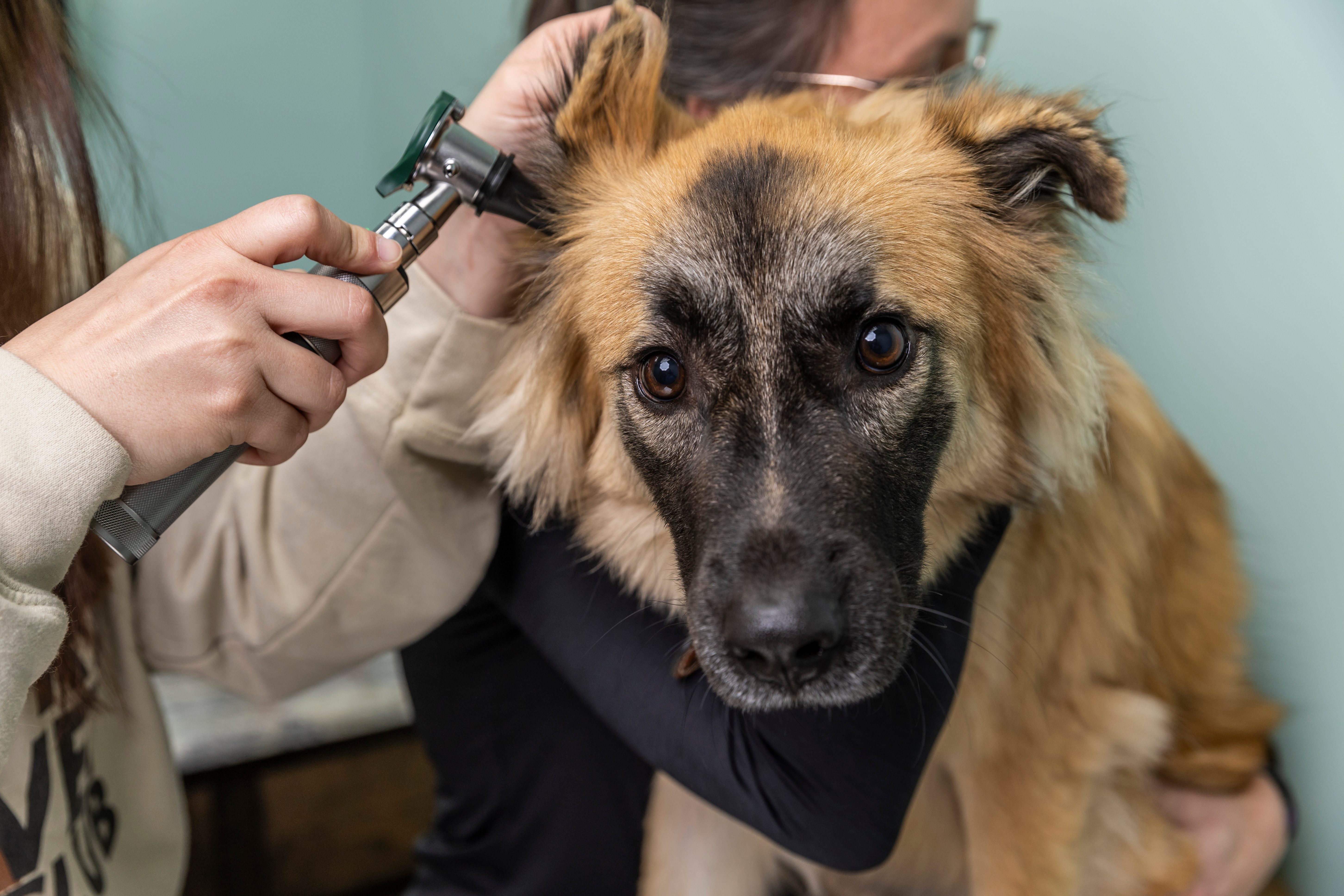 A dog getting its ear checked by a Pre-Vet student.