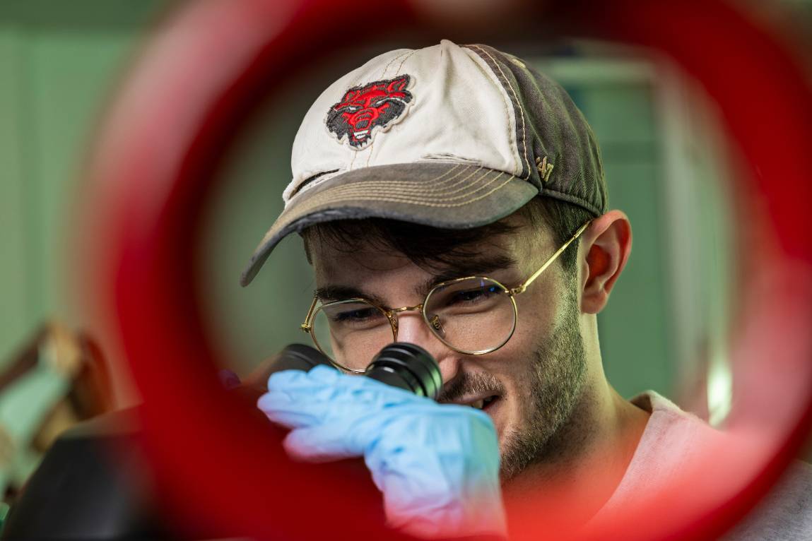 A student wearing an A-State hat using a microscope.