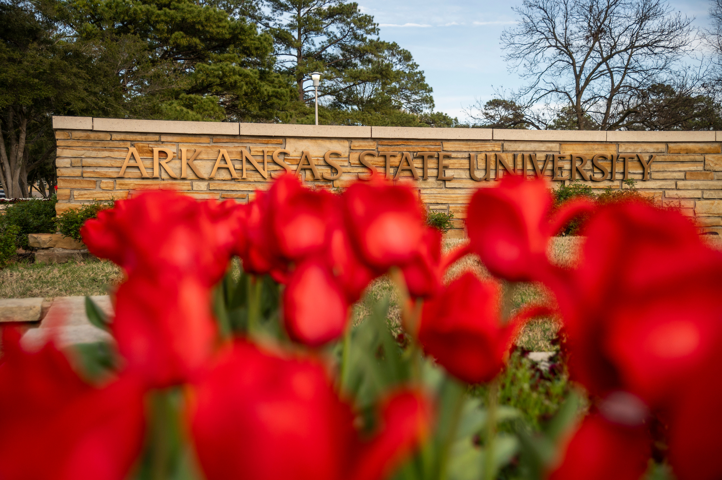 Arkansas State University entrance sign with vibrant red tulips in bloom during spring.