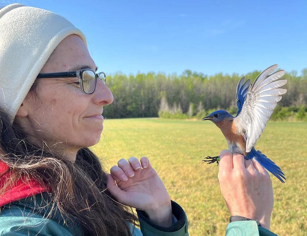 A professor holding a blue bird for tagging.