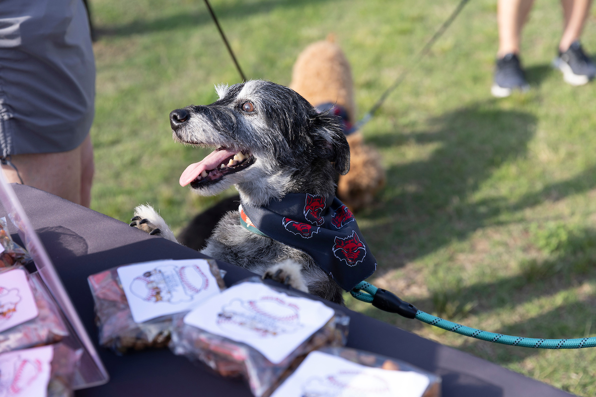 A smiling dog wearing a Red Wolf bandana props itself up on the edge of a table.