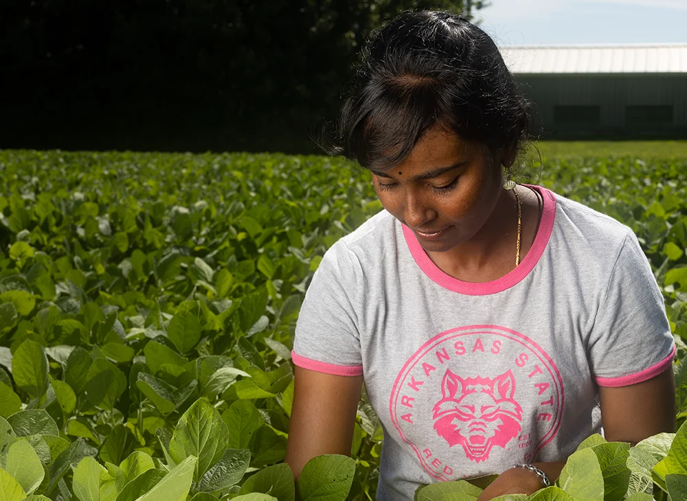 Student in a Red Wolves shirt analyzing plants in a field.