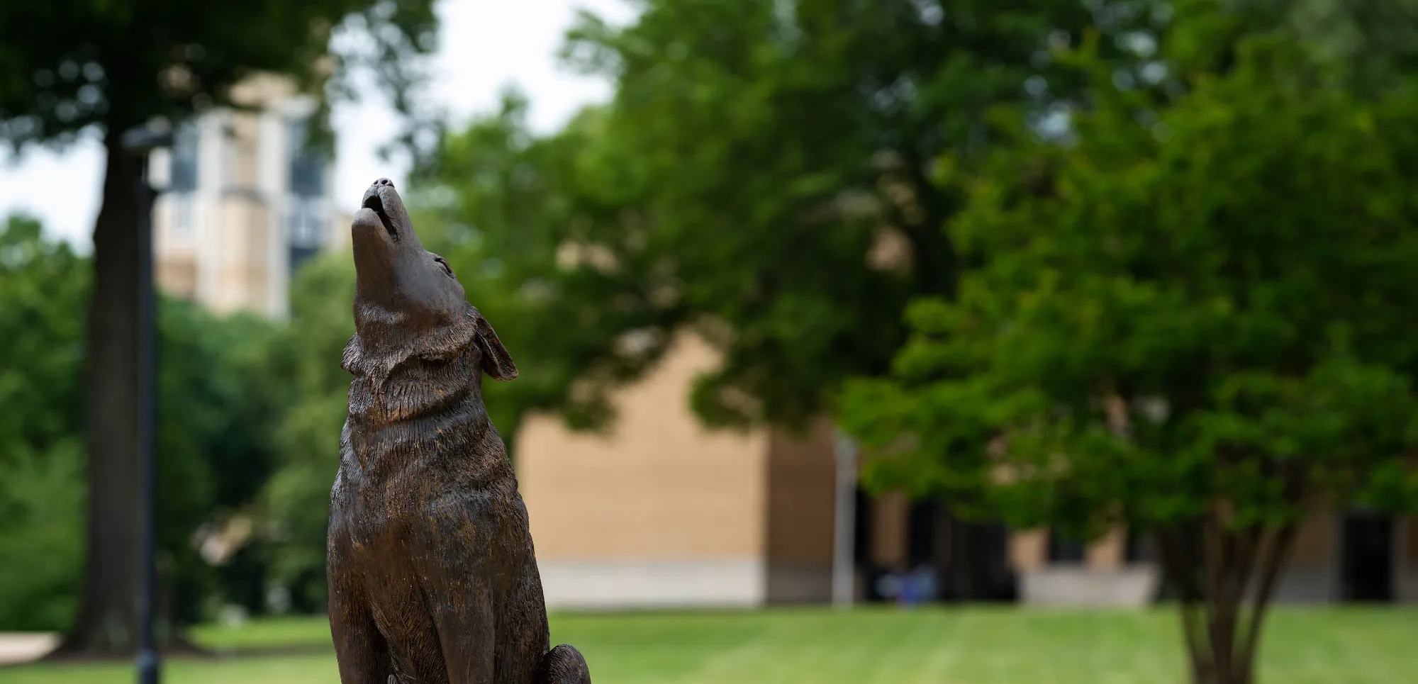 Howling wolf statue on campus outside of the HSS building.