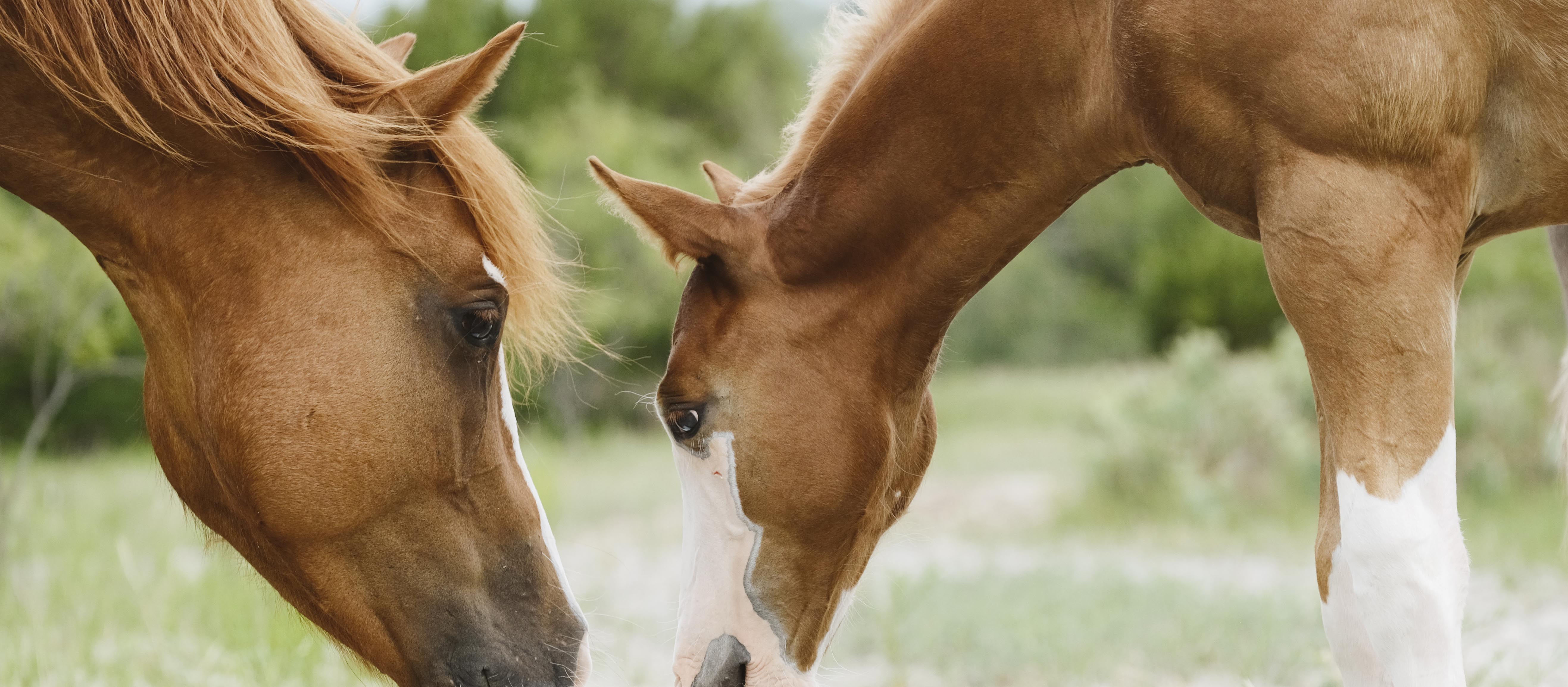Mare and foal (horse)