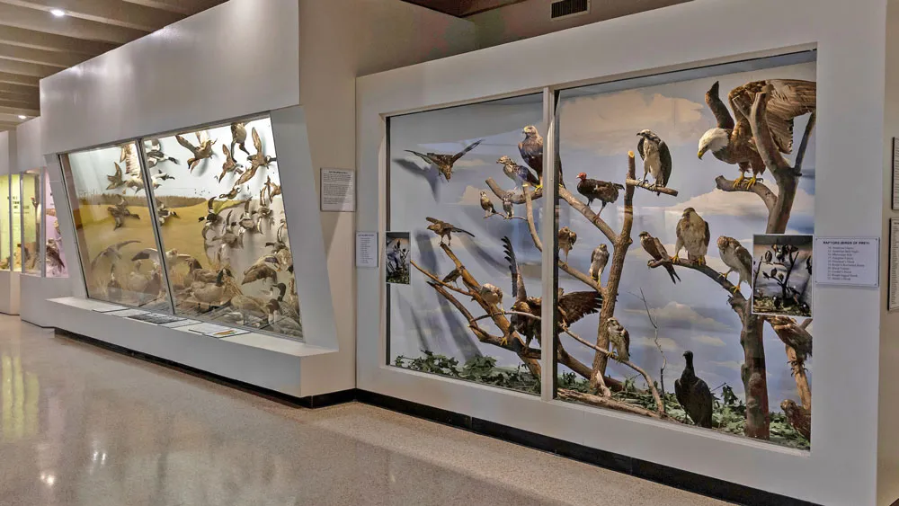 view of wall cases that contain many taxidermied birds 