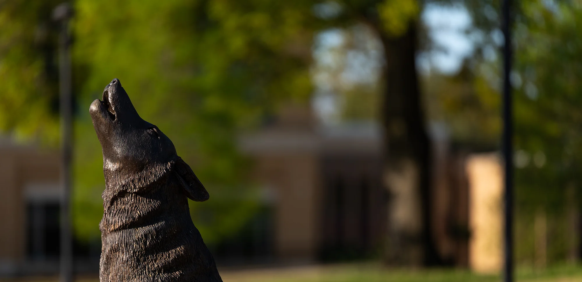 A howling wolf statue on campus.