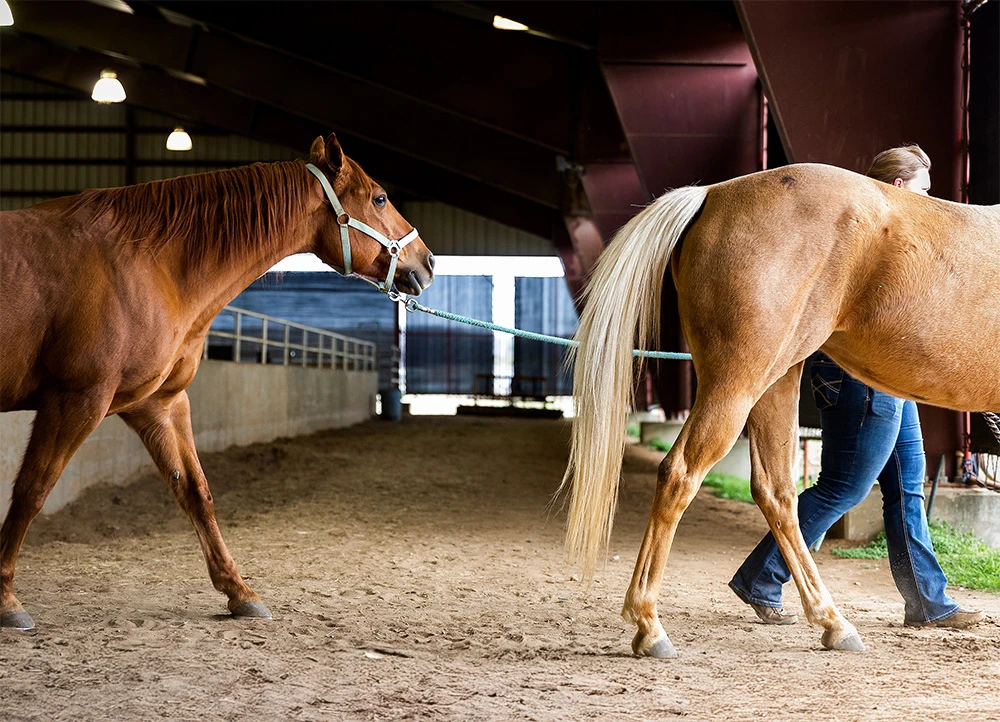 man leading two horses leaving the Equine Center