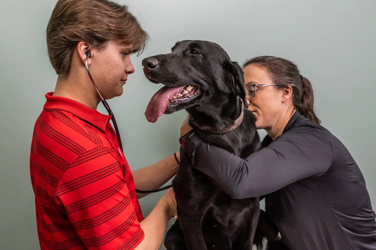 Veterinary student and professor examine happy black lab during hands-on training session.