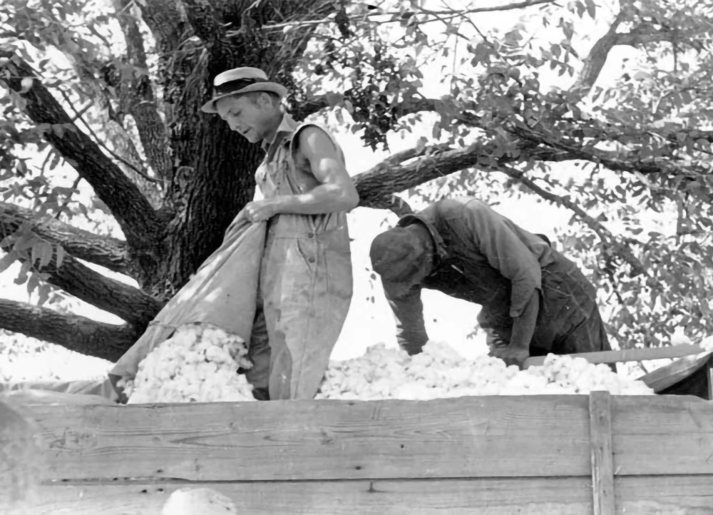 Black and white photo of Elvin Lawrence and unnamed man loading cotton on a nearly-full wagon